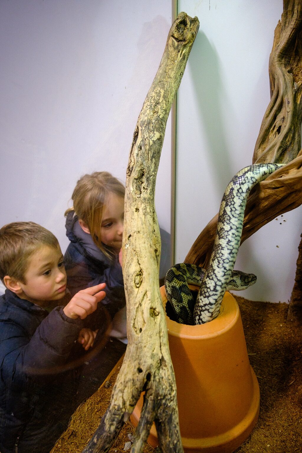 A reptile handling session at Oasis Camp